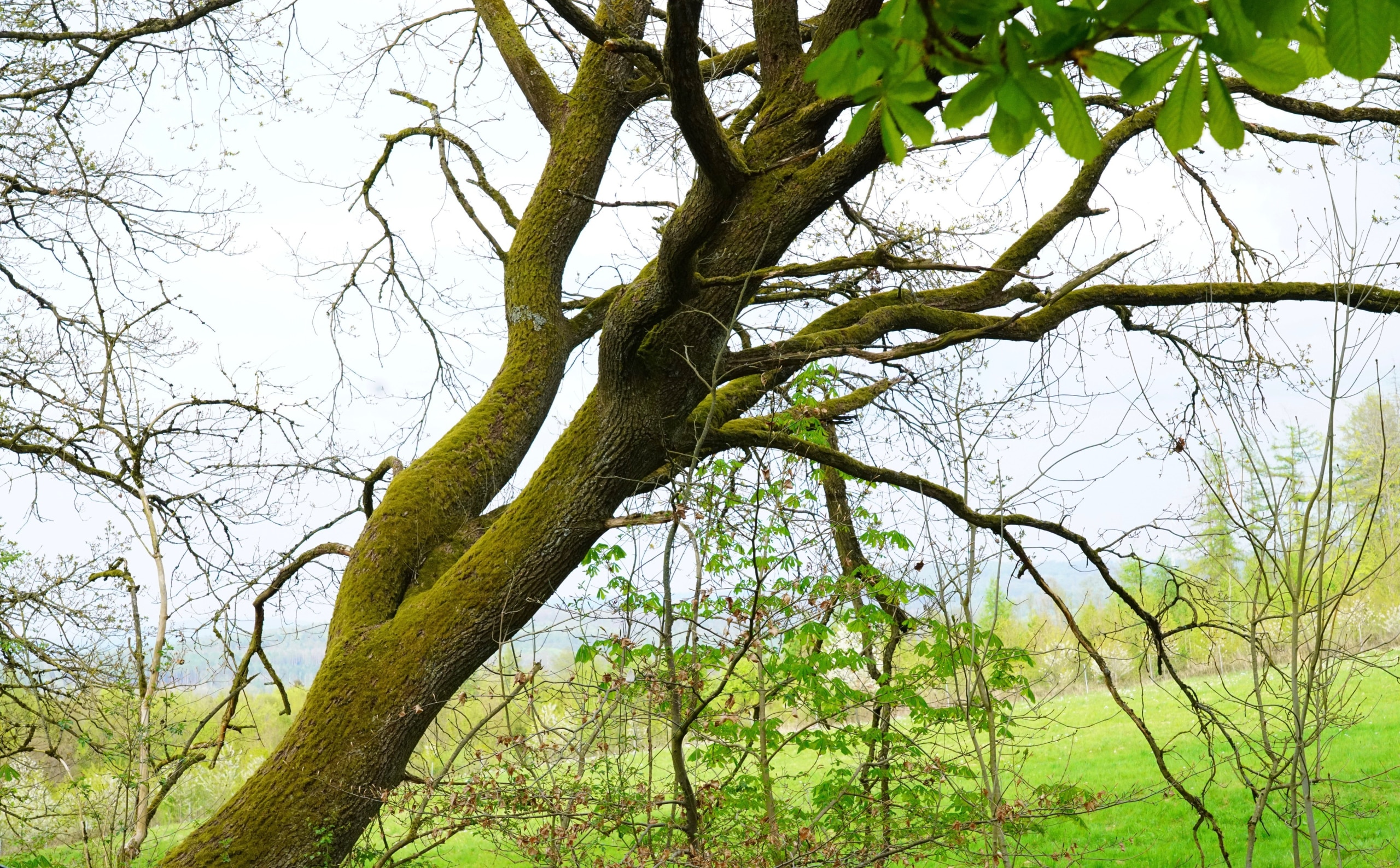 Baum in Landschaft bewölkter Himmel